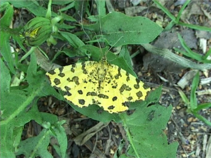 Gelber Fleckenspanner ( Pseudopanthera macularia ), : Am Niederrhein, Biotop, 13.05.2008
